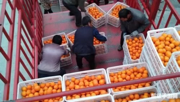 桃叶橙来自哪个村